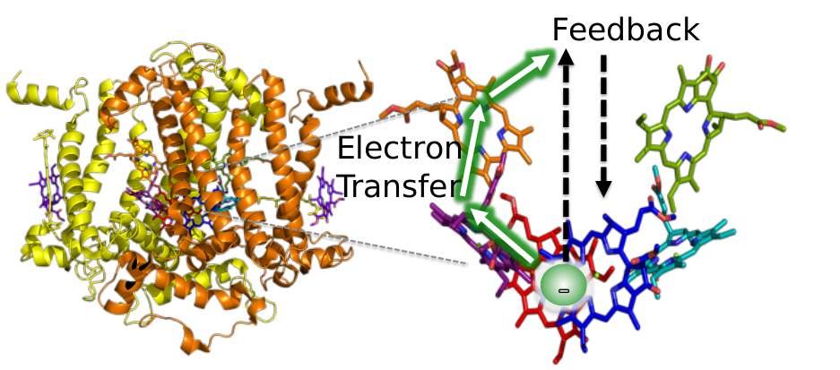 Photo-active Pigments and their protein structure